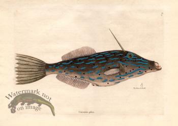 Catesby Fish 10